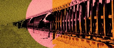 Умные ошейники превращают коров в киборгов: как ИИ спасает молочную индустрию