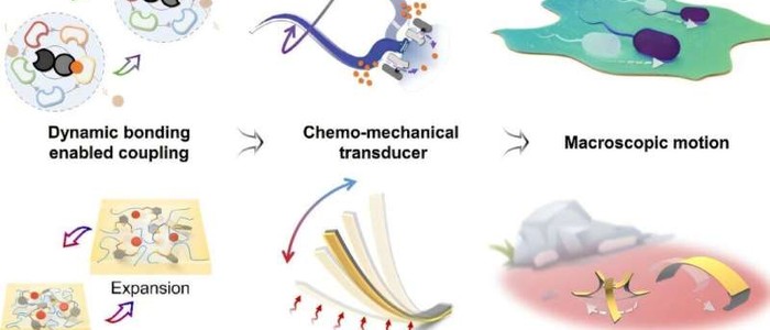 Мягкие роботы работают от тепла руки через динамические связи Eu3+