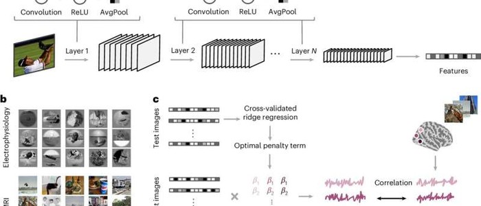 Биоинспирированные AI имитируют мозг без обучения на данных